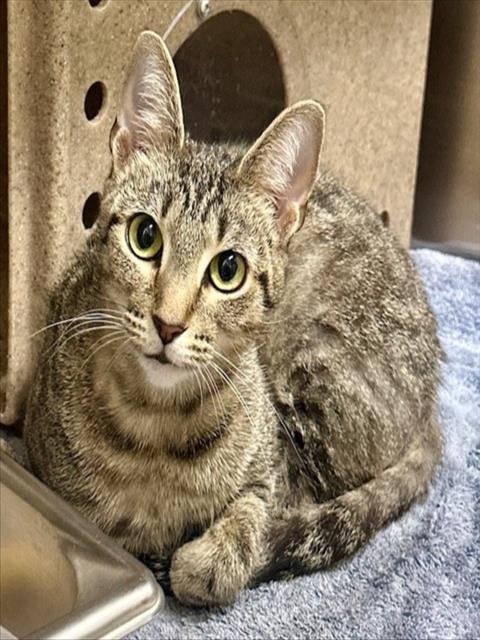 *WHISPER - Domestic Short Hair available for adoption