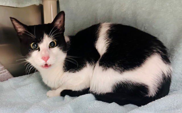 *CHECKERS - Domestic Short Hair available for adoption