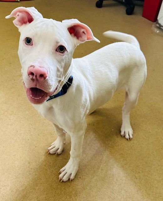 *ALBIE - American Pit Bull Terrier available for adoption