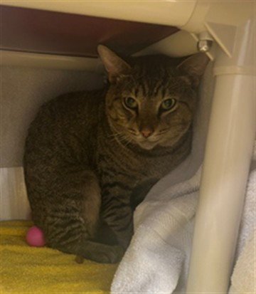 *ELISEO - Domestic Short Hair available for adoption