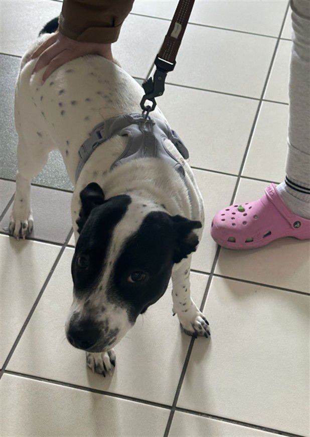 KIRA - Australian Cattle Dog/Blue Heeler available for adoption