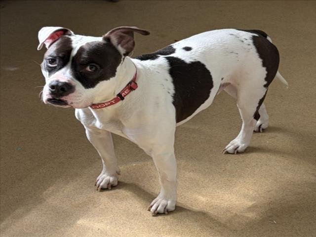 BANE - American Pit Bull Terrier available for adoption