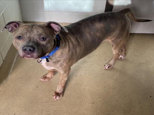 *HOLLY - American Pit Bull Terrier available for adoption