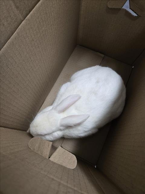 *BUGS - Shorthaired Rabbit available for adoption