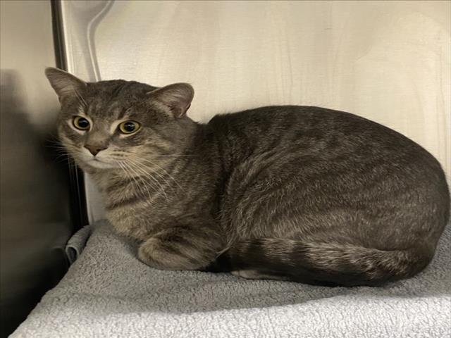 *RUDOLPH - Domestic Short Hair available for adoption