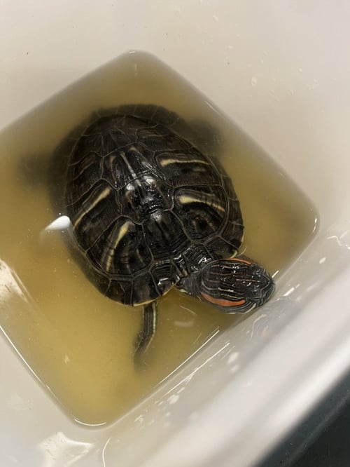 TARZAN - Turtle available for adoption