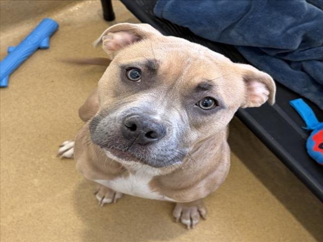 *BETTY - American Pit Bull Terrier available for adoption