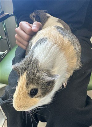 CRACKER - Guinea Pig available for adoption