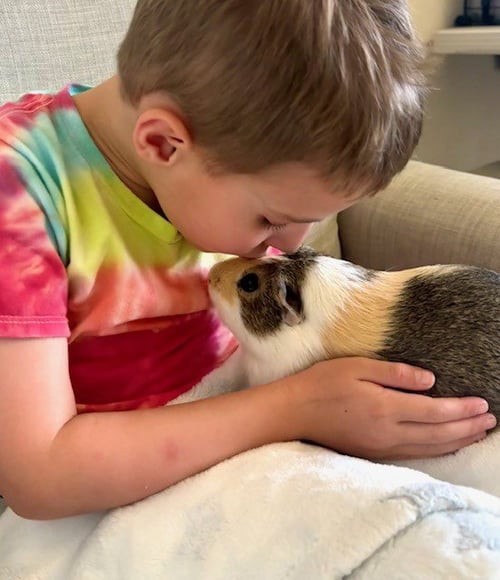 CRACKER - Guinea Pig available for adoption