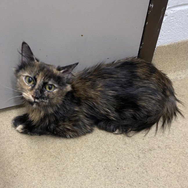 *PEPPER ANN - Domestic Medium Hair available for adoption