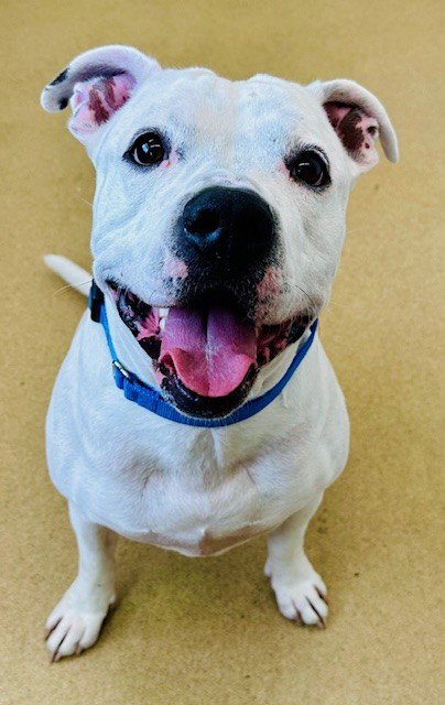 JAGER - American Pit Bull Terrier available for adoption