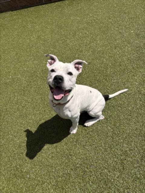 JAGER - American Pit Bull Terrier available for adoption