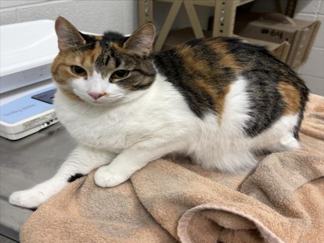 IRIS - Domestic Short Hair available for adoption