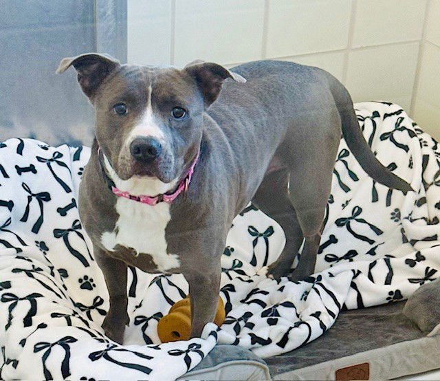 *RIVER - American Pit Bull Terrier available for adoption