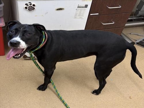 RUBY - American Pit Bull Terrier available for adoption