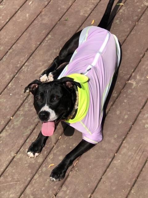 RUBY - American Pit Bull Terrier available for adoption