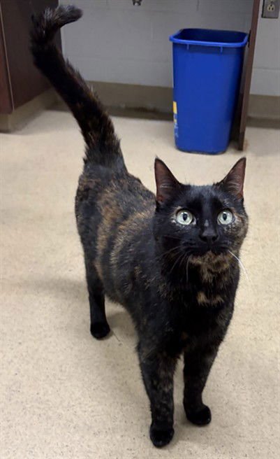 *NOODLE - Domestic Short Hair available for adoption