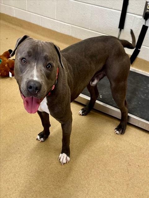 *FRISBEE - American Pit Bull Terrier available for adoption