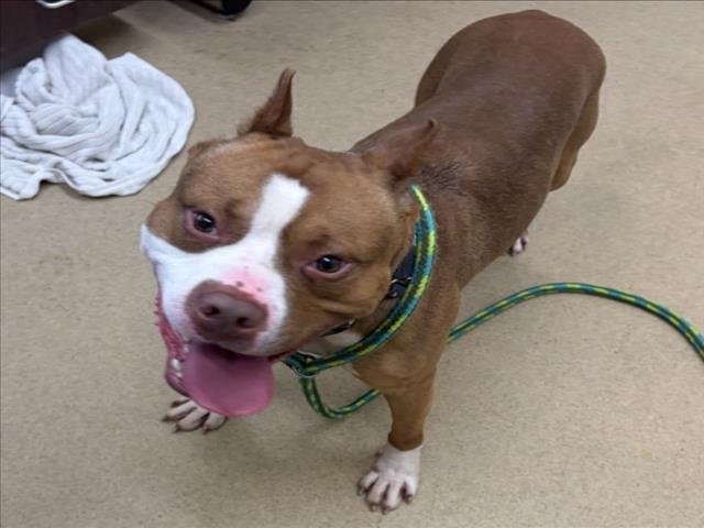 *MR. DR. PROFESSOR - American Pit Bull Terrier available for adoption