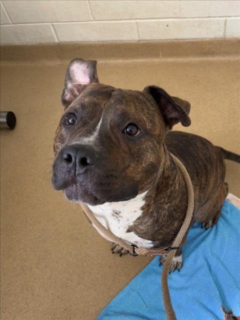 KOOPS - American Pit Bull Terrier available for adoption