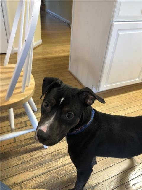 JASPER - Beagle available for adoption