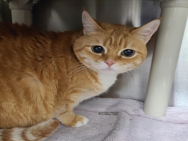 LUNA - British Shorthair available for adoption