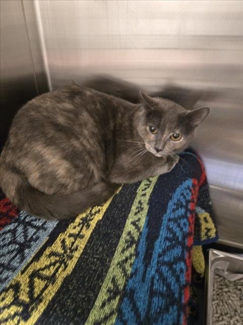 *BUGLES - Domestic Short Hair available for adoption