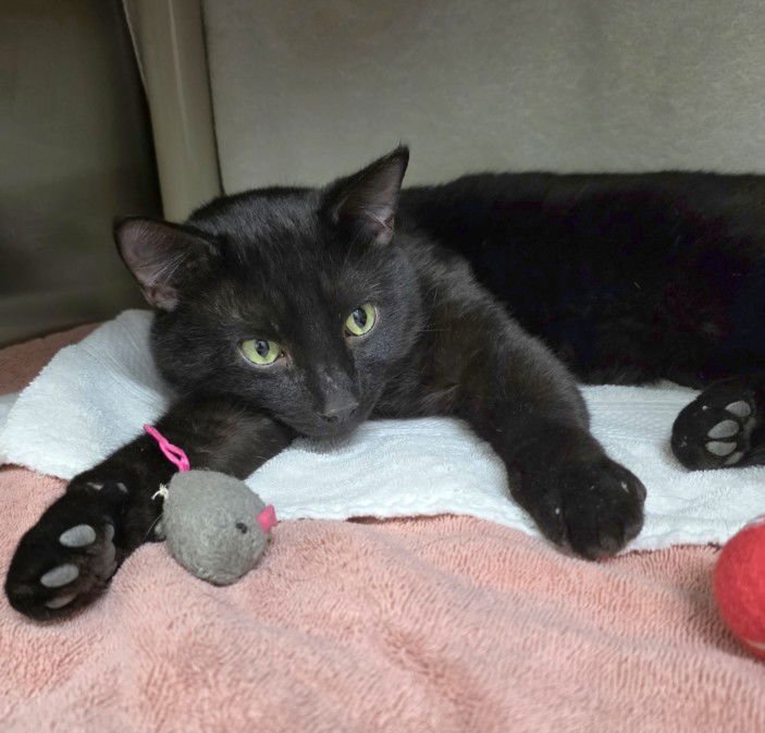 *PRISM - Domestic Short Hair available for adoption