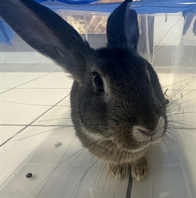 OREO - Shorthaired Rabbit available for adoption