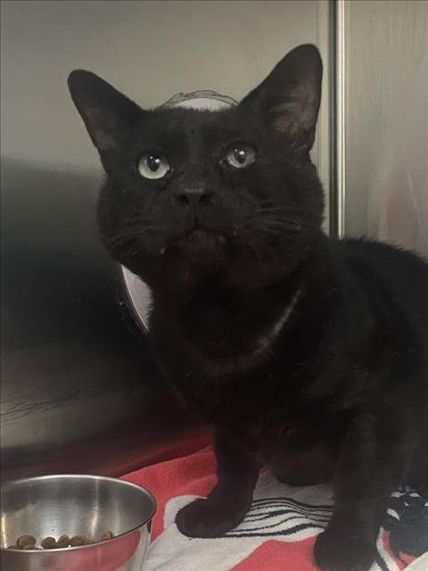 *PINKY - Domestic Short Hair available for adoption