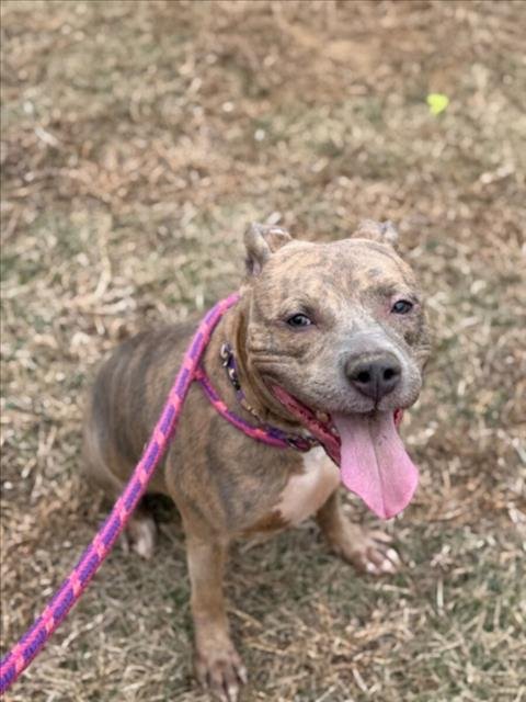 *HOLLY - American Pit Bull Terrier available for adoption