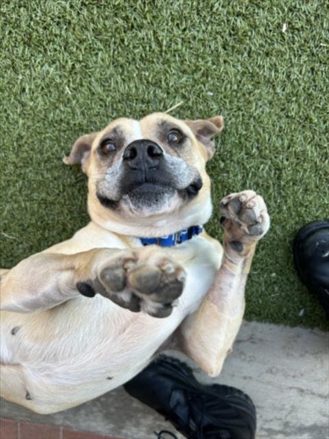*ORANGE BLOSSOM - Boxer available for adoption