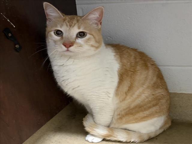 *CHEX - Domestic Medium Hair available for adoption