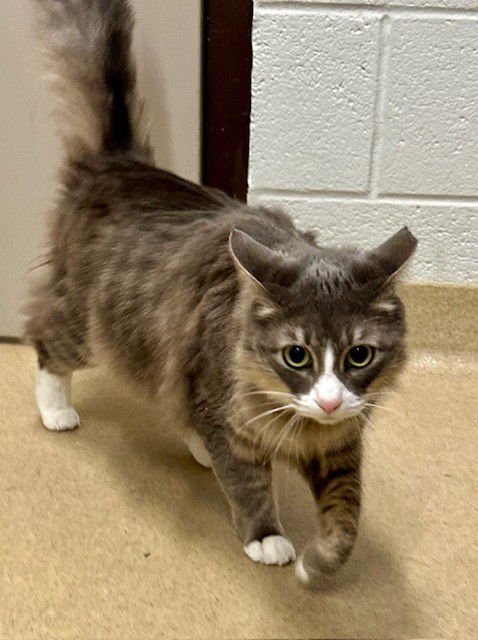 *MARIE - Domestic Long Hair available for adoption