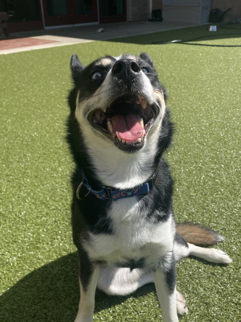 GENOVA - Siberian Husky / Pomeranian available for adoption