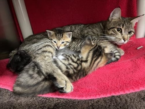 *CANDY APPLE - Domestic Short Hair for adoption in Rockville