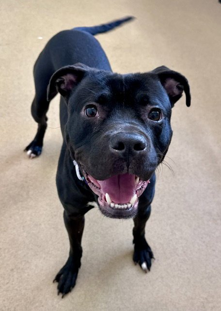 *HERMOSO - American Pit Bull Terrier available for adoption