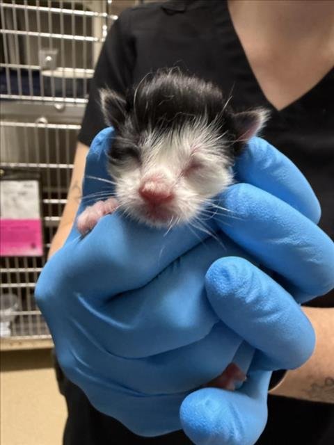 SEMI - Domestic Short Hair available for adoption