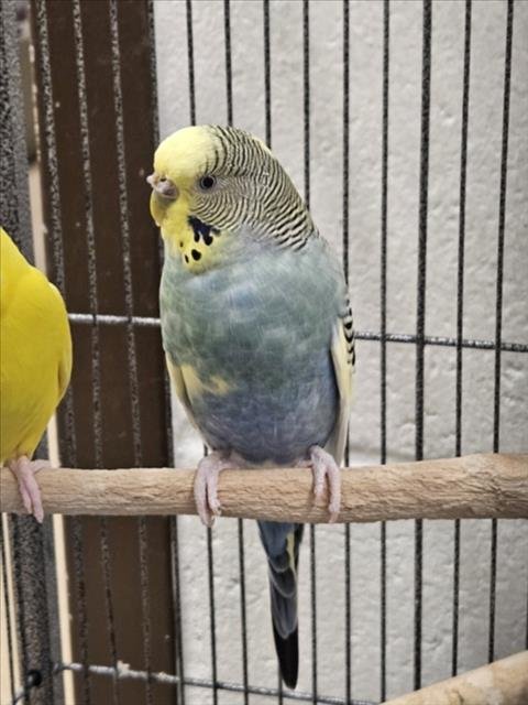 MARI Image