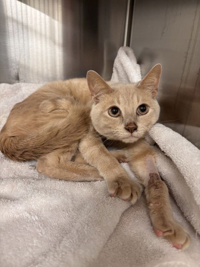 PRINCE - Domestic Short Hair available for adoption