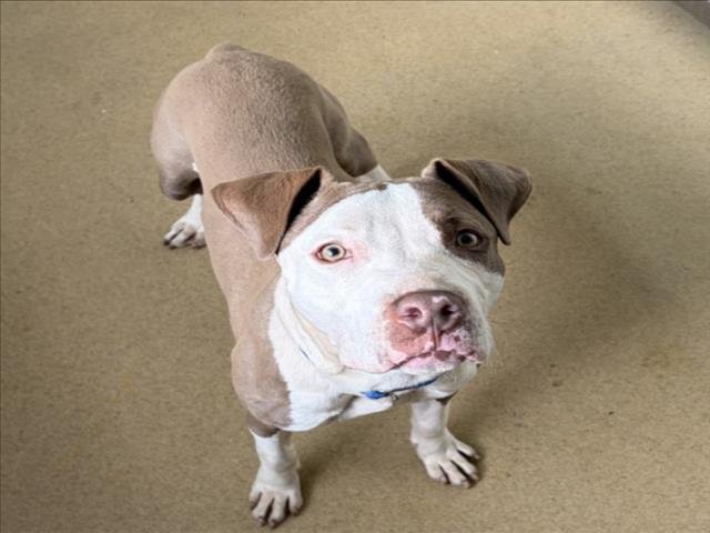 SCOOBY - American Pit Bull Terrier / Staffordshire Bull Terrier available for adoption