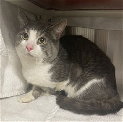 BEAN - Domestic Short Hair available for adoption