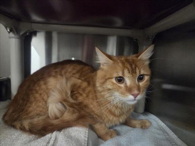 PELUCHE - Domestic Medium Hair available for adoption