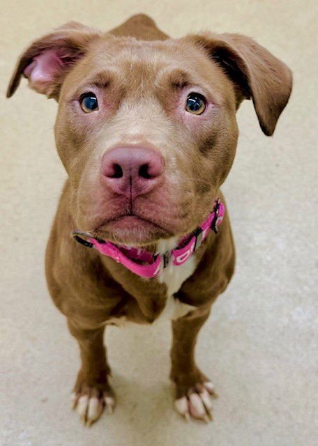 *COCONUT - Labrador Retriever available for adoption