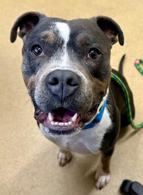 *LEWIS - American Pit Bull Terrier available for adoption