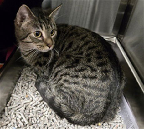 *RUTH - Domestic Short Hair available for adoption