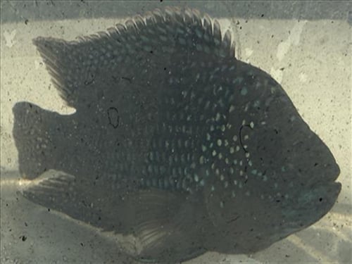 *MUTT - Fish available for adoption