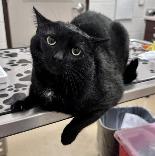 MICHI - Domestic Short Hair available for adoption
