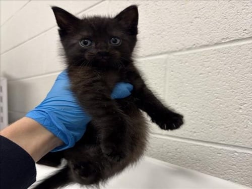 *ALBACORE - Domestic Short Hair available for adoption