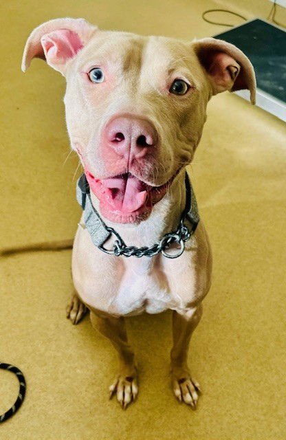 CREME BRULEE - American Pit Bull Terrier available for adoption